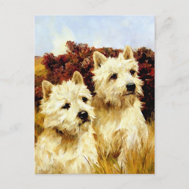 West highland White Terriers - Wardle Postcard (Front)