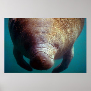 West Indian (Florida) Manatee-underwater Poster