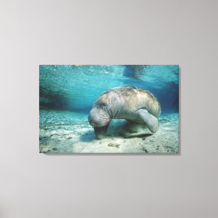 West Indian Manatee Canvas Print