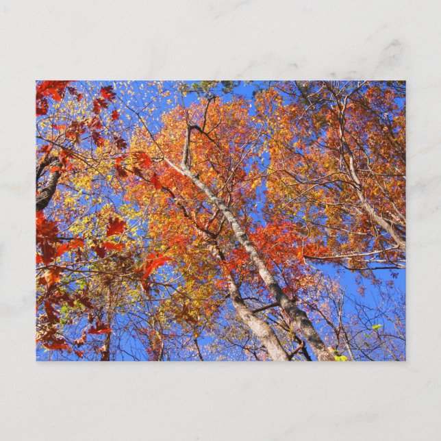 West Mt. Autumn Hot Springs National Park Gifts Postcard (Front)