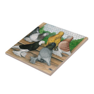 West of England Tumbler Pigeons Tile