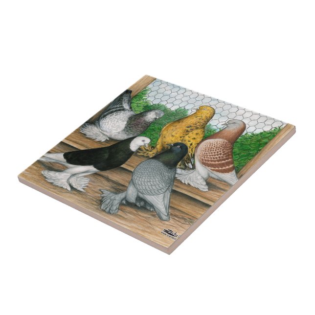 West of England Tumbler Pigeons  Tile (Side)