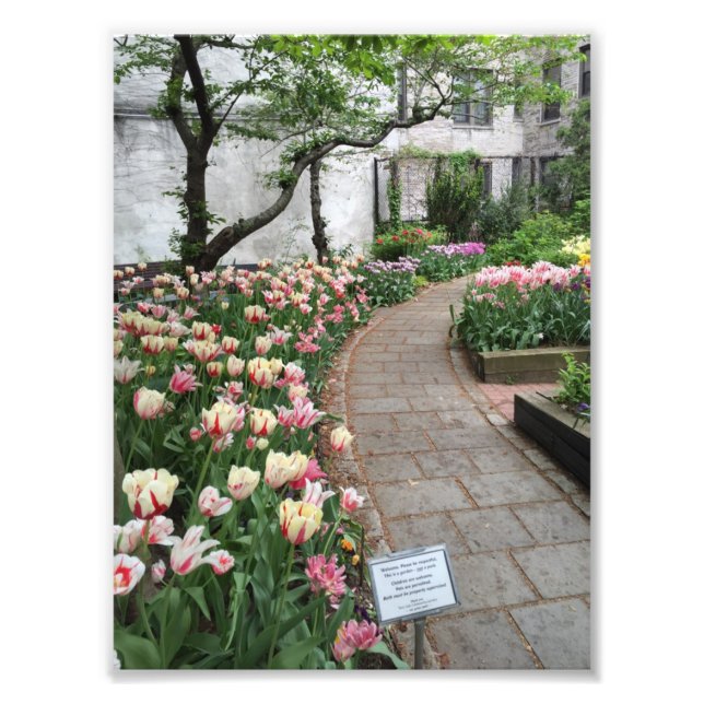 West Side Community Garden Tulip New York City NYC Photo Print (Front)