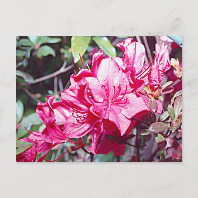 West Virginia Rhododendron Maximum Postcard (Front)