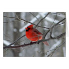WestCreek Red Cardinal (Blank)