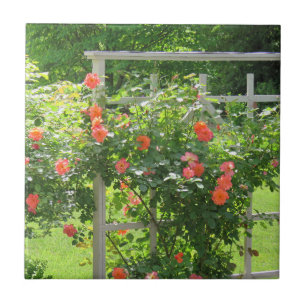 Westerland Coral Rose Tile