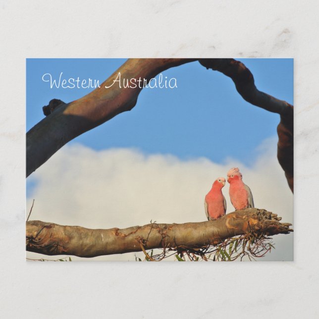 Western Australia Birds Holiday Postcard (Front)