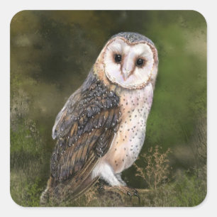 Western Barn Owl Stickers - Painting