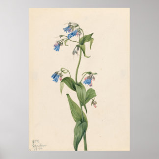 Western Bluebells (Mertensia paniculata) Poster