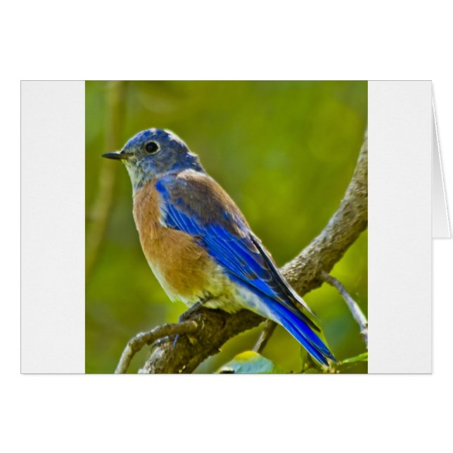 Western Bluebird (Front Horizontal)
