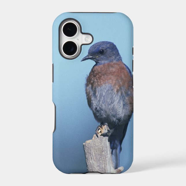 Western bluebird (Back)