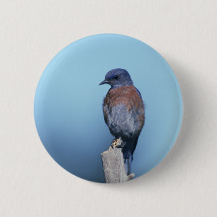 Western bluebird 2 inch round button