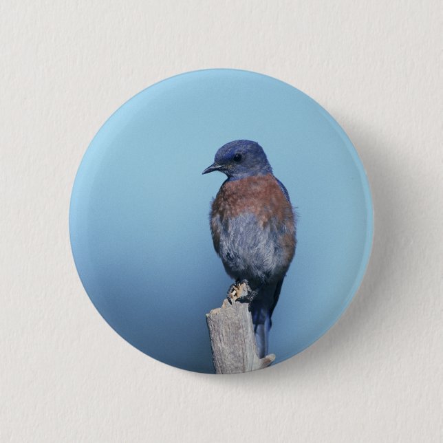 Western bluebird 2 inch round button (Front)