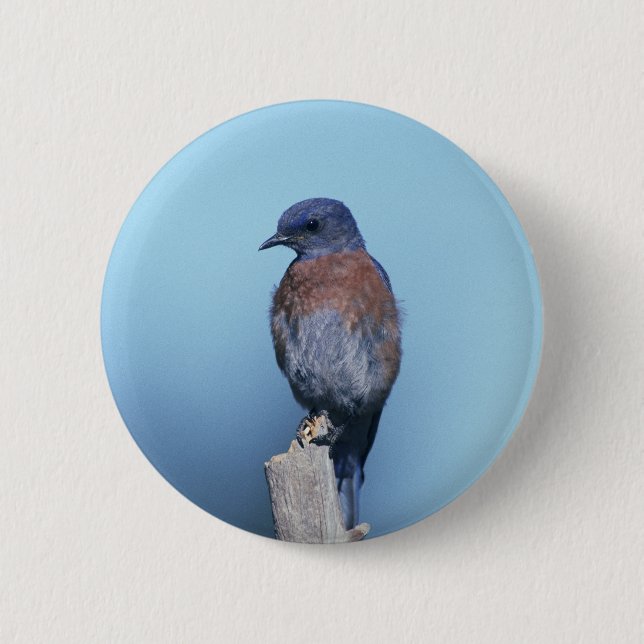 Western Bluebird 2 Inch Round Button (Front)