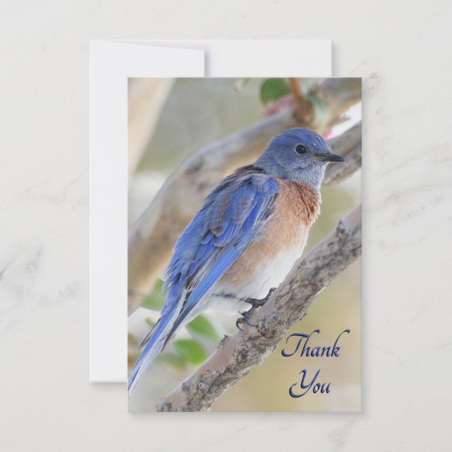Western Bluebird Carte de remerciements (Devant)