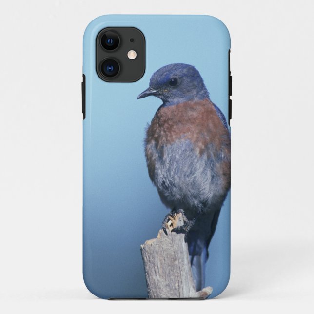 Western bluebird Case-Mate iPhone case (Back)