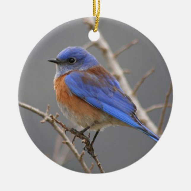 Western Bluebird Ceramic Ornament (Front)