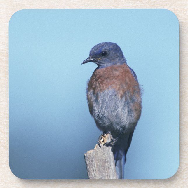 Western bluebird coaster (Front)