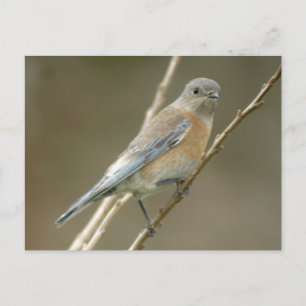 Western Bluebird female 1 Postcard