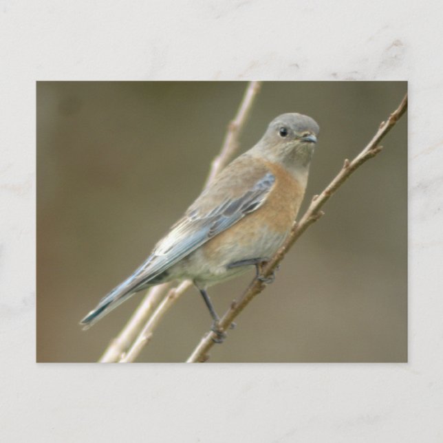 Western Bluebird female 1 Postcard (Front)