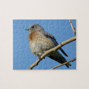 Western Bluebird Jigsaw Puzzle
