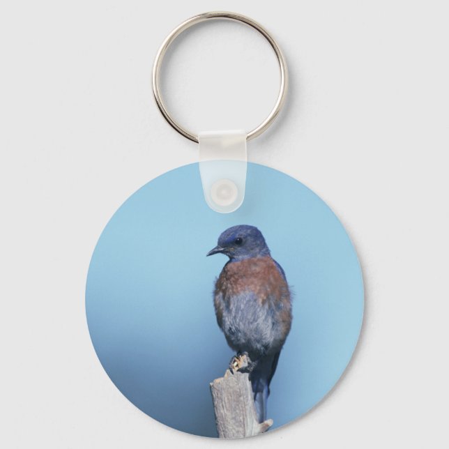 Western bluebird keychain (Front)