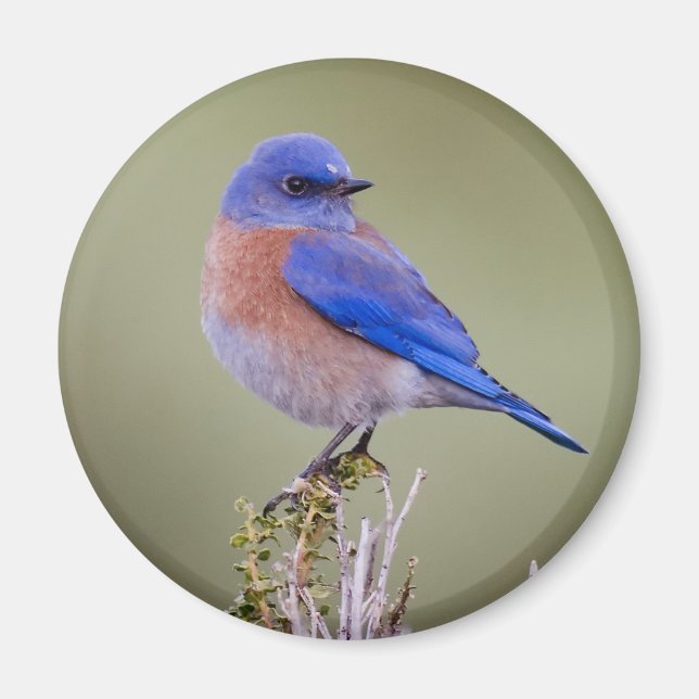 Western Bluebird Magnet (Front)