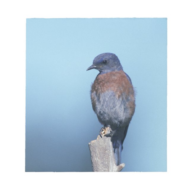 Western bluebird notepad (Front)