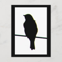 Western Bluebird silhouette Postcard
