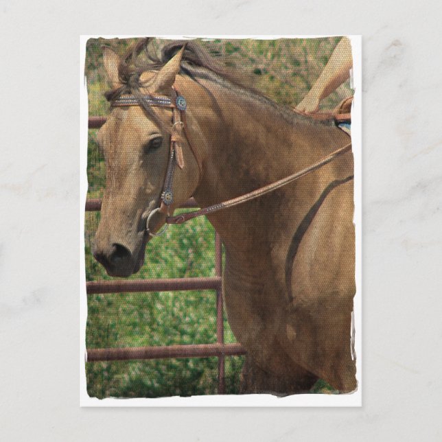Western Buckskin Horse Postcard (Front)
