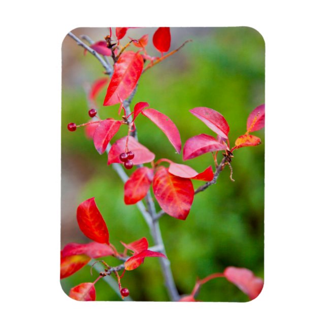 Western Choke Cherry (Prunus Virginiana) In Fall Magnet (Vertical)