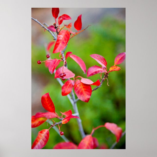 Western Choke Cherry (Prunus Virginiana) In Fall Poster (Front)