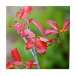 Western Choke Cherry (Prunus Virginiana) In Fall Tile