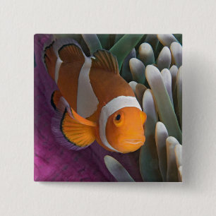 Western Clown Anemone Fish 2 Inch Square Button