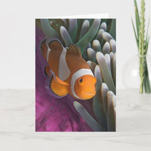 Western Clown Anemone Fish Card