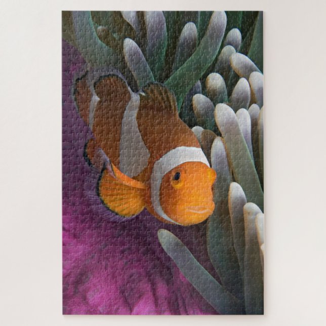 Western Clown Anemone Fish Jigsaw Puzzle (Vertical)