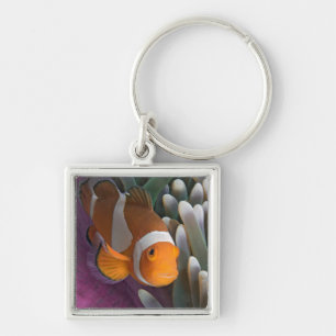 Western Clown Anemone Fish Keychain