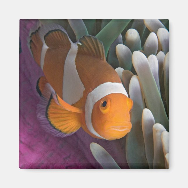 Western Clown Anemone Fish Magnet (Front)