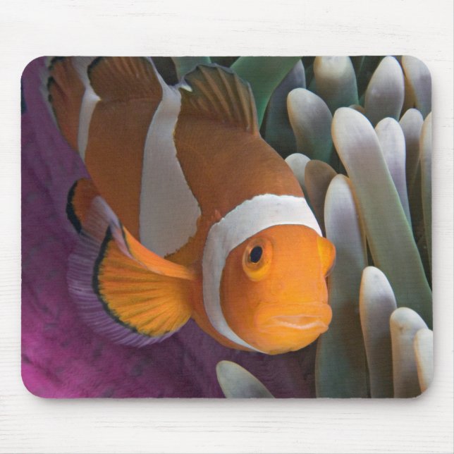 Western Clown Anemone Fish Mouse Pad (Front)