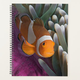 Western Clown Anemone Fish Planner