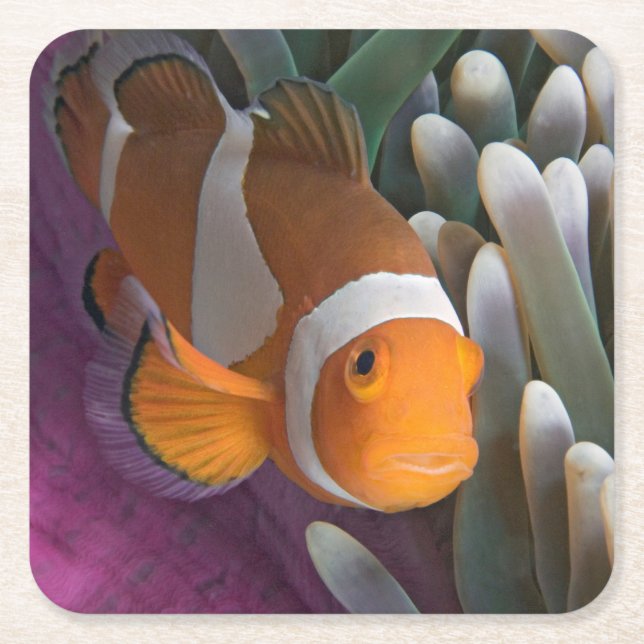 Western Clown Anemone Fish Square Paper Coaster (Front)
