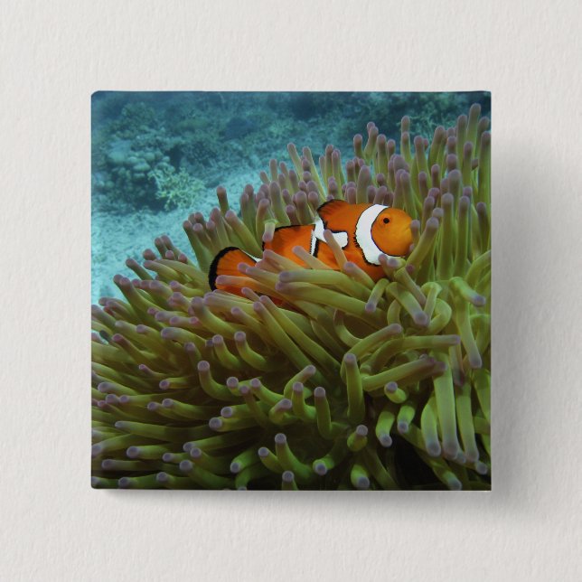 Western Clownfish ( Amphiprion ocellaris ) 2 Inch Square Button (Front)