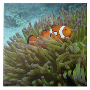 Western Clownfish ( Amphiprion ocellaris ), in Tile