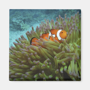 Western Clownfish ( Amphiprion ocellaris ) Magnet