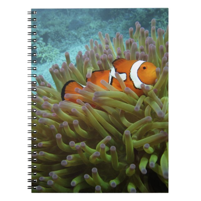 Western Clownfish ( Amphiprion ocellaris ) Notebook (Front)