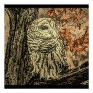 western country autumn leaves oak tree white owl poster