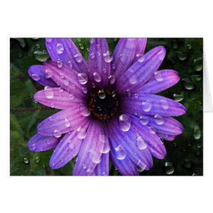 Western Country garden morning Dew purple daisy