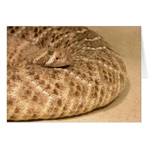 western diamondback rattlesnake