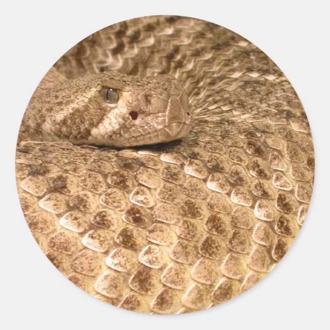 western diamondback rattlesnake classic round sticker (Front)