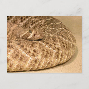 western diamondback rattlesnake postcard